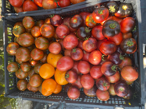 Smaller Tomatoes