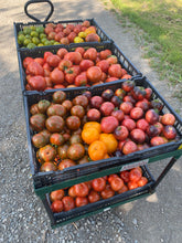 Load image into Gallery viewer, Smaller Tomatoes
