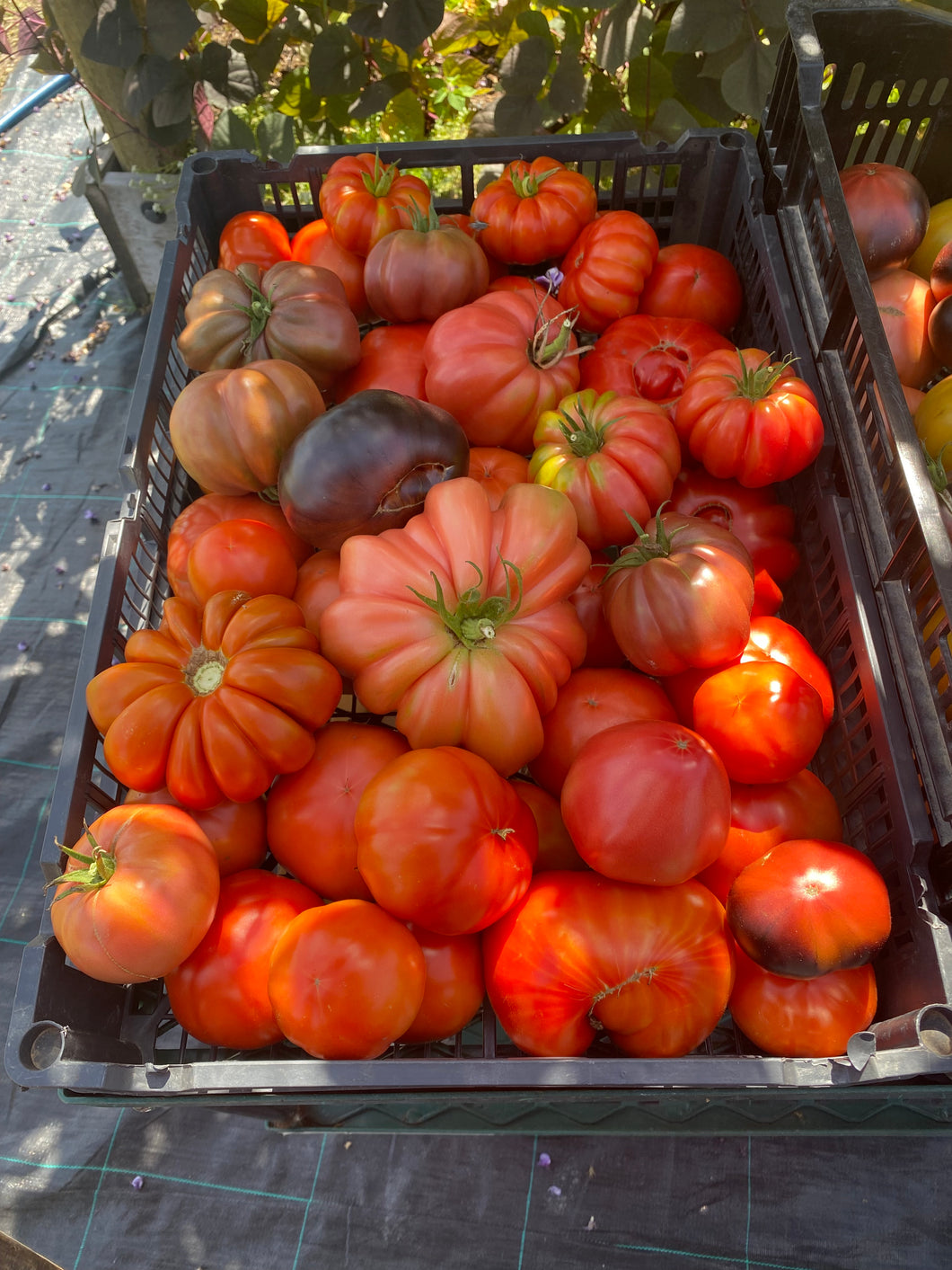 Big Tomato Seedlings