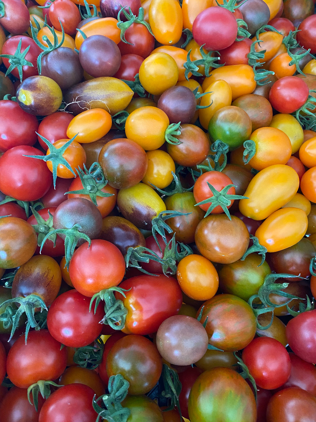 Cherry Tomato Seedlings