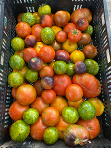 Smaller Tomatoes