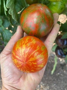 Smaller Tomatoes