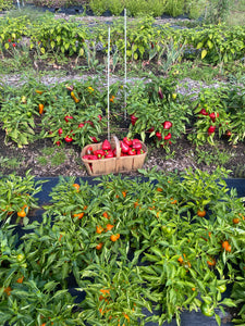 Fresh Pepper Basket