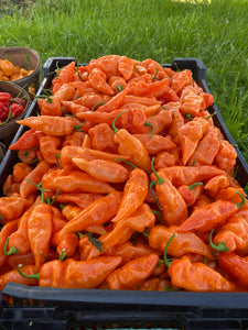 Fresh Pepper Basket