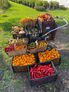 Fresh Pepper Basket