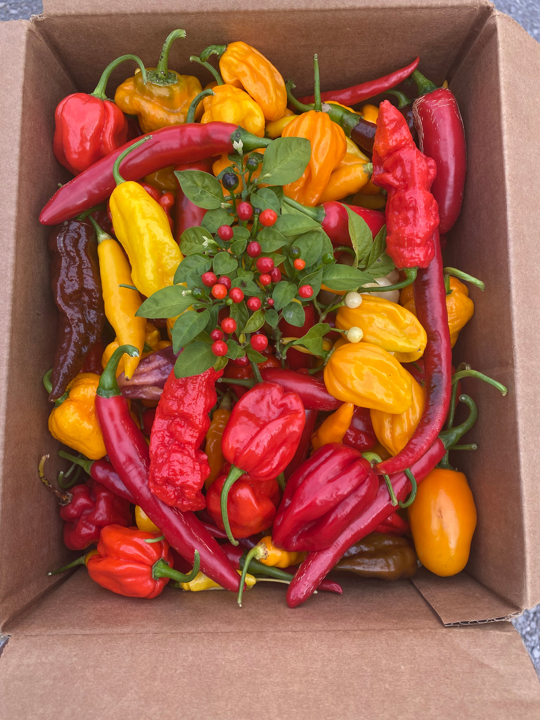 Fresh Pepper Basket