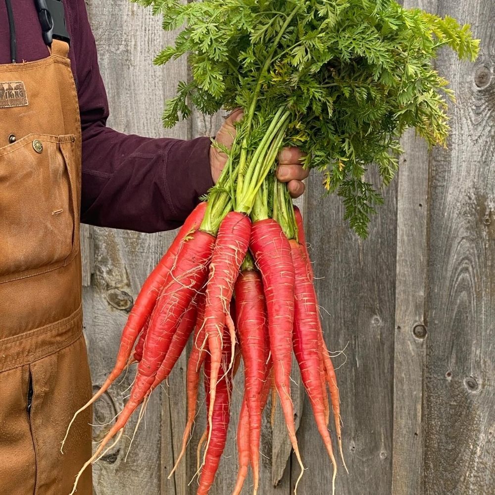 Freshly harvested red carrots held against a weathered barn wall
