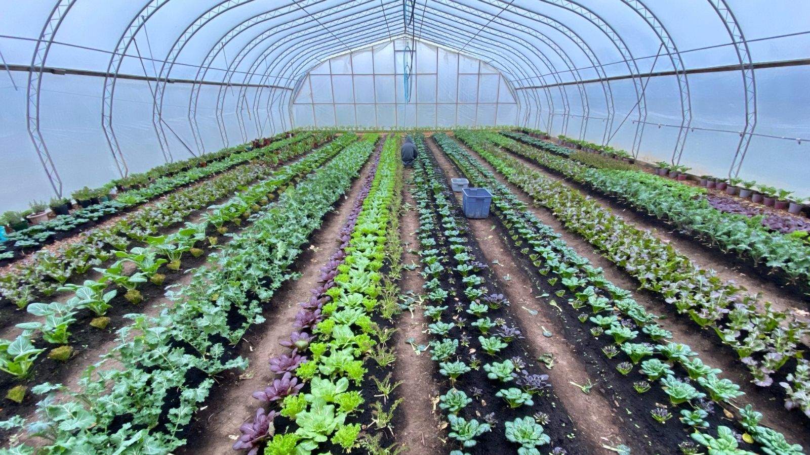 Long rows of vegetables growing inside a Chez Nous Farm greenhouse