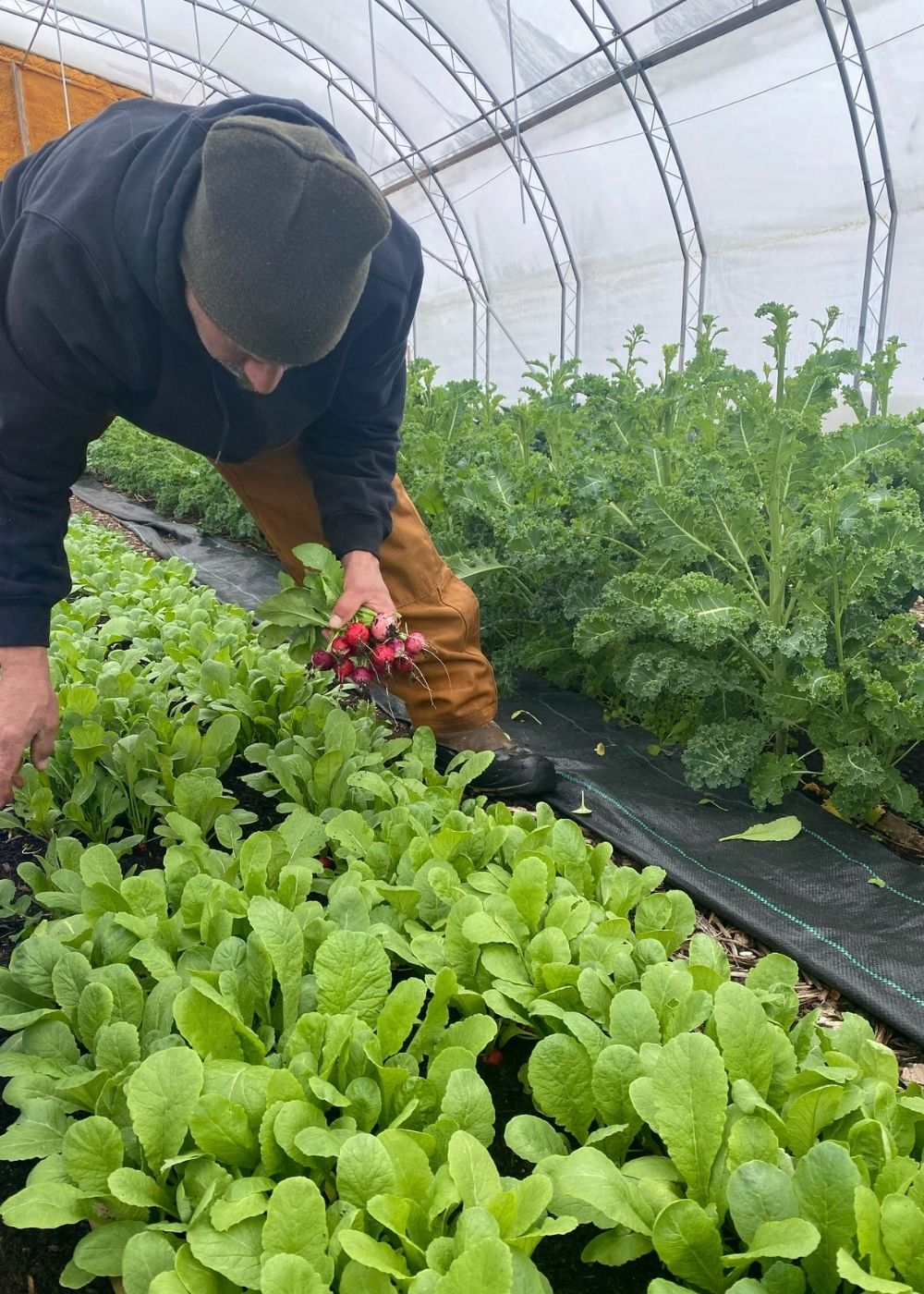Rick harvesting radishes among rows of greens in the greenhouse
