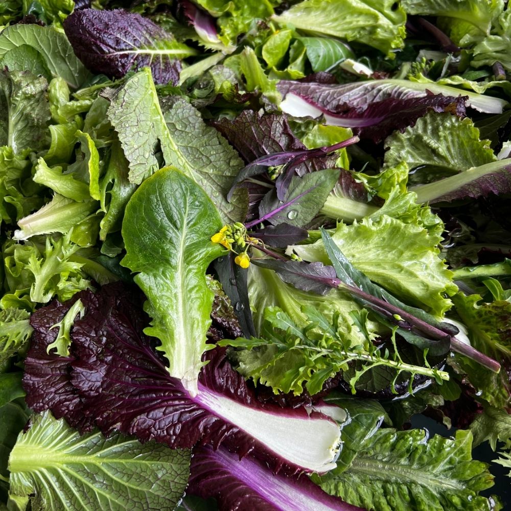 A colourful close-up of freshly harvested salad greens